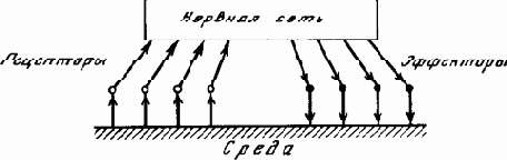 Нервная сеть